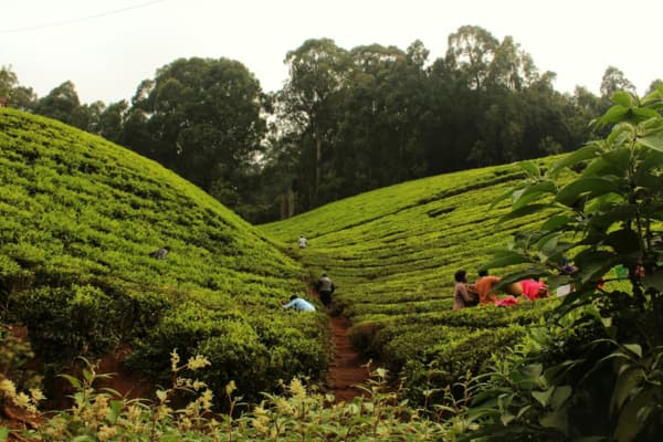 BOH Tea Plantation cafe glass wall view highlands mist